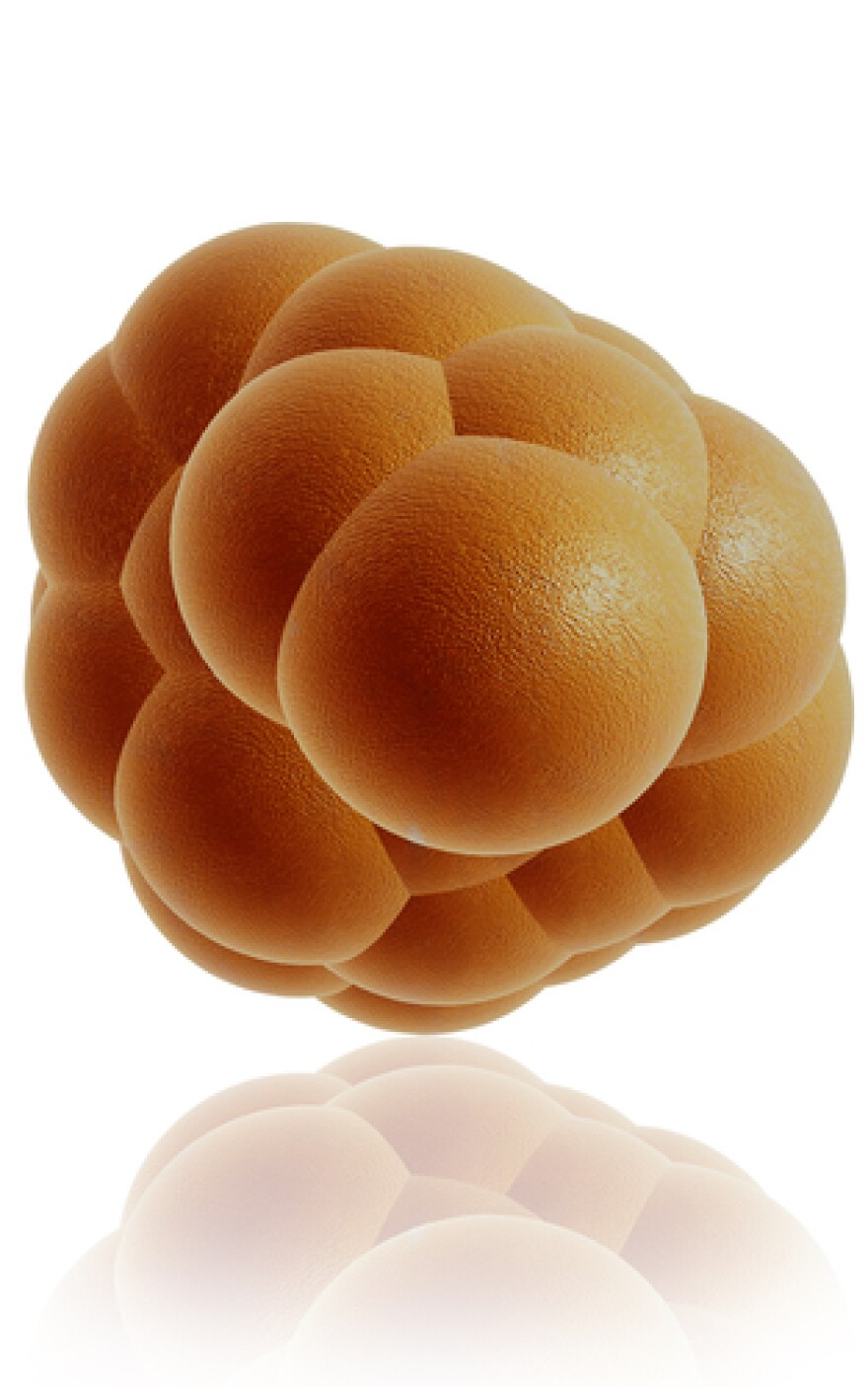 stemcell.jpg