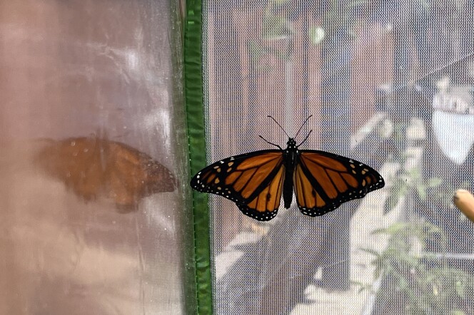 A monarch butterfly and its full wingspan as it sits perched on some netting.