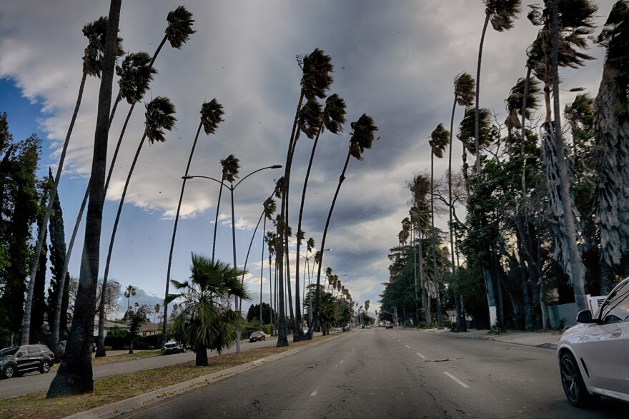 Palm trees bend in high winds.