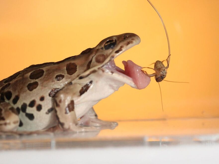 A leopard frog catches a cricket using its sticky tongue.