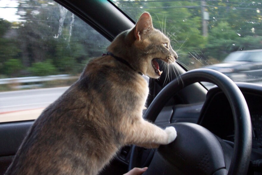 cats are the worst drivers