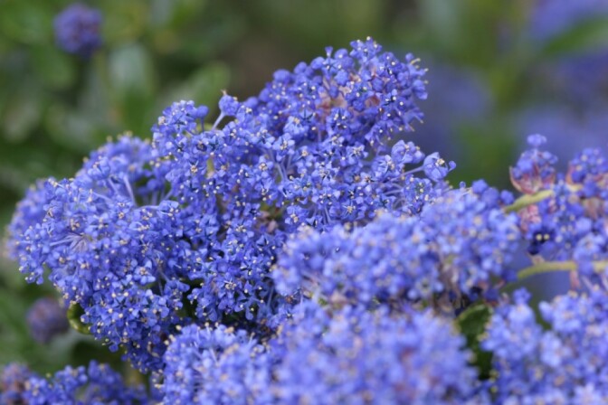 File photo of California lilacs. 

