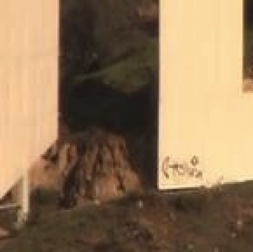 hollywoodsigngraffiti.jpg