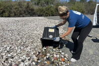 A woman in a blue t-shirt, black pants, and gloves dumps oyster shells out of a black plastic bin onto a large expanse of white oyster shells. 
