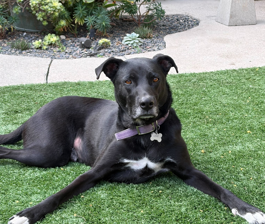 A photo of a black dog with white paws and a white patch on his chest. He is laying down on a patch of grass near a concrete path, in a sploot position. His collar tag reads "leaf"