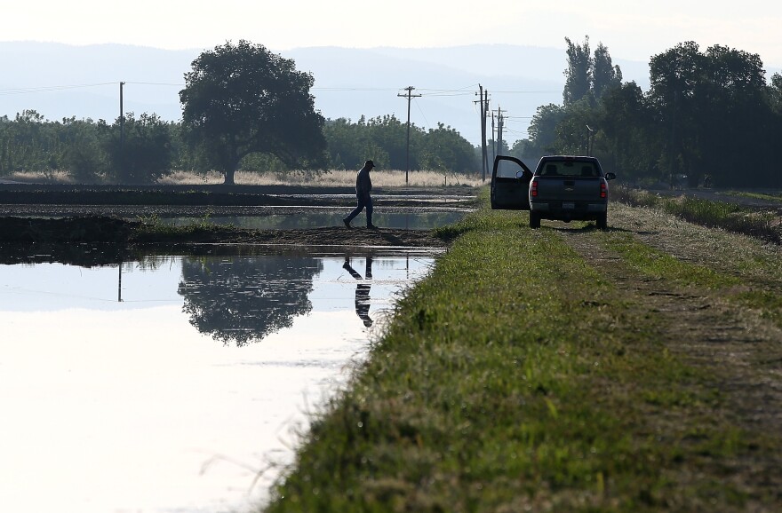 BIGGS, CA - MAY 08: A farmer walks on the banks of a flooded rice field on May 8, 2015 in Biggs, California. As California enters its fourth year of severe drought, a lack of water has rice farmers are cutting back on their annual plantings which has left many crop dusting and seed planting operations with half of the work as normal. According to the California Rice Commission, 434,000 acres of rice were planted in 2014 compared to 567,000 in the previous year. (Photo by Justin Sullivan/Getty Images)