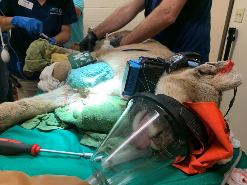 A mountain lion rests on its side in surgery with a cone providing oxygen