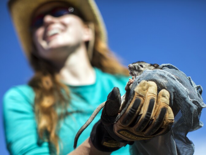 Jess Peláez, CEO and co-founder of Blueprint Earth, holds a woodrat with a deformed foot as part of environmental cataloging in the Mojave Desert near Baker, Calif. on Monday morning, Nov. 23, 2015. After cataloguing, the non-profit will attempt to reproduce the desert environment in an artificial location.