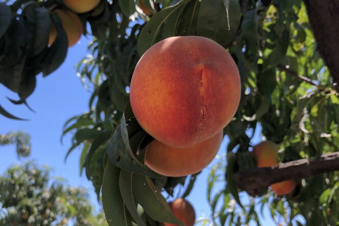 A ripe peach with deep red and orange coloring hangs from a branch, with rows of peach trees visible in the background under a blue sky