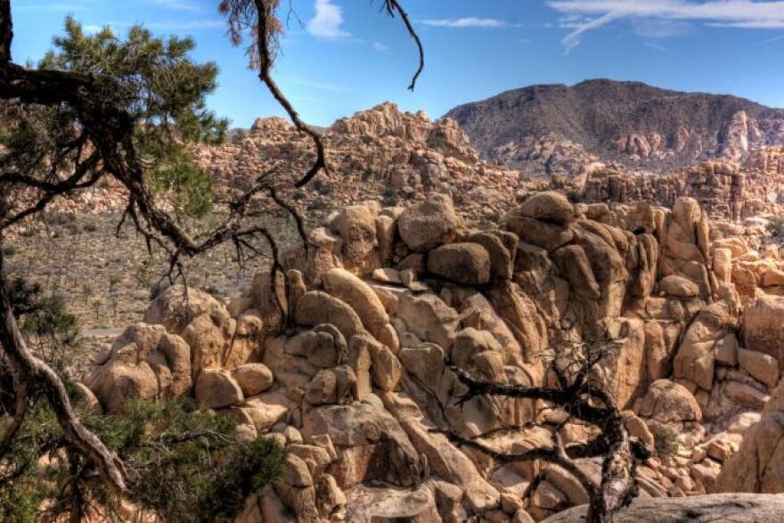 joshua_tree-funding.jpg