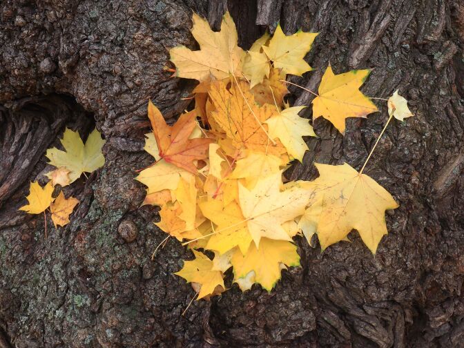 Maple leaves in autumnal colors lay on a tree trunk and around on November 3, 2015 in a park in Magdeburg, eastern Germany. 