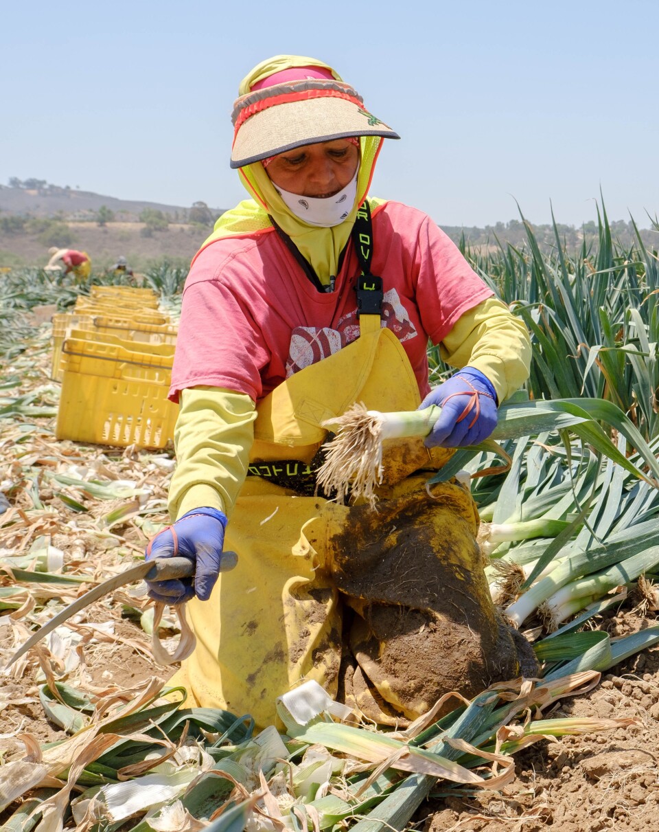 A picture of farmworker Sonia Bonce harvesting leeks in 90 degree heat at Muranaka Farms in Moorpark, CA.