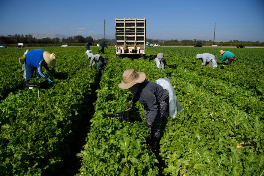 Several people wearing hats and masks hunch over in a large field of green plants, picking crops.