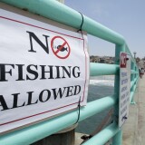 After a juvenile great white shark bit a swimmer, fishing is not allowed on the Manhattan Beach Pier until Sept. 7.