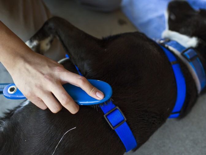 Students brush dogs' hair during spcaLA's humane education after-school program at Bunche Middle School in Compton on Tuesday afternoon, March 8, 2016. The program aims to help students address trauma.