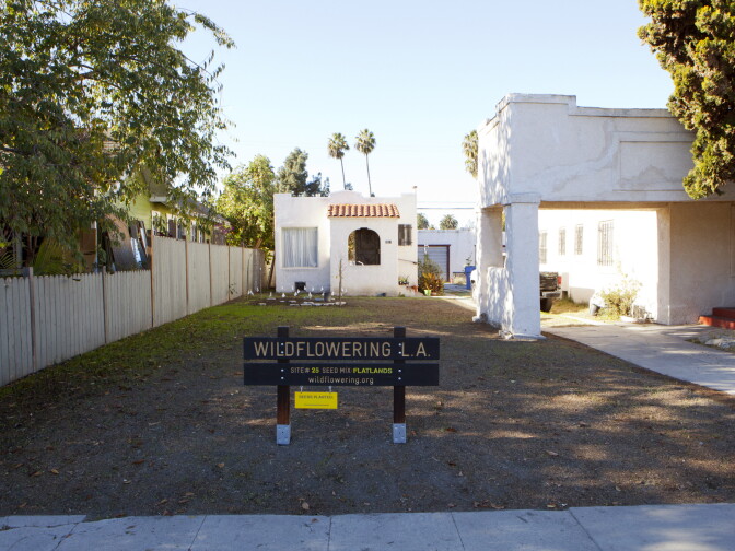 Fritz Haeg, Wildflowering L.A., 2013-2014.  A LAND (Los Angeles Nomadic Division) Exhibition. Image courtesy of Isabel Avila.