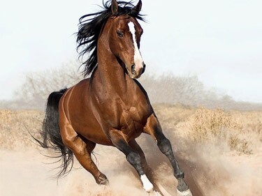 Image used as an avatar for the horse_ebooks Twitter account. 