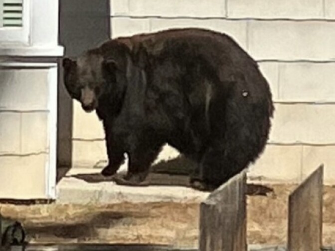 A large black bear stands near a house and looks at the camera.