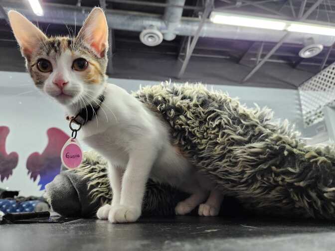 Cats of various colors and sizes are shown lounging around the Tail Town cafe.