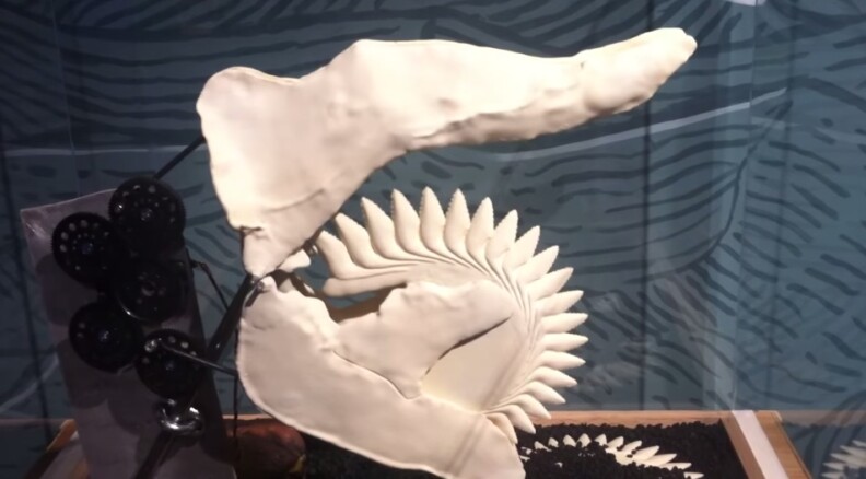 A model created by paleontologists at Idaho State University demonstrates how the buzzsaw-mouthed ratfish would have sliced prey. Brian Switek wrote about the fish for National Geographic and shot this video. 