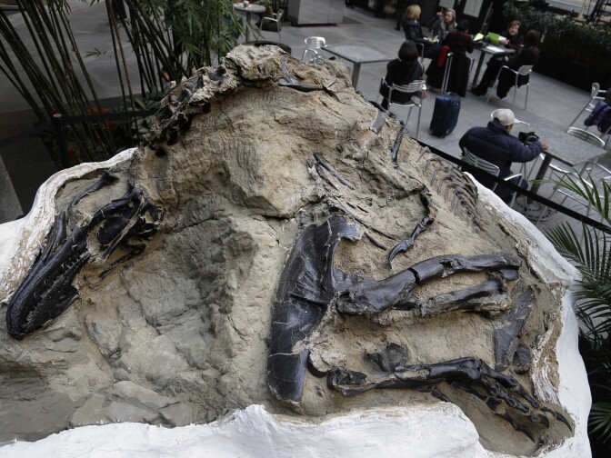 In this Thursday, Nov. 14, 2013 photo, a nanotyrannus lancensis fossil is displayed in New York. Two fossilized dinosaur skeletons found on a Montana ranch in 2006 are coming up for sale in New York City. The nearly complete skeletons are billed as the Montana Dueling Dinosaurs. 