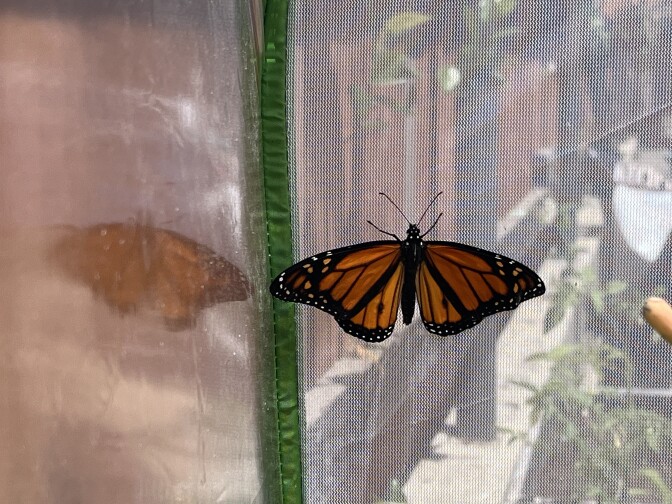 A monarch butterfly and its full wingspan as it sits perched on some netting.