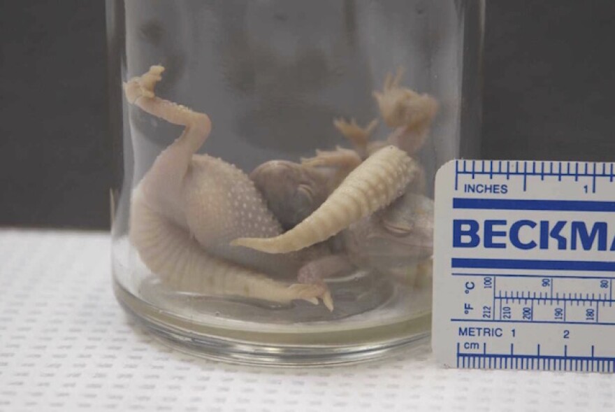 gecko1.jpg