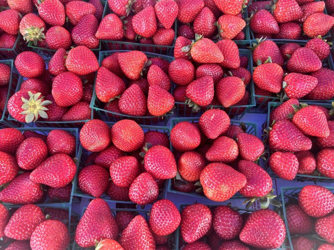 A close up of boxes and boxes of bright red strawberries, with the occasional green stem sticking out.