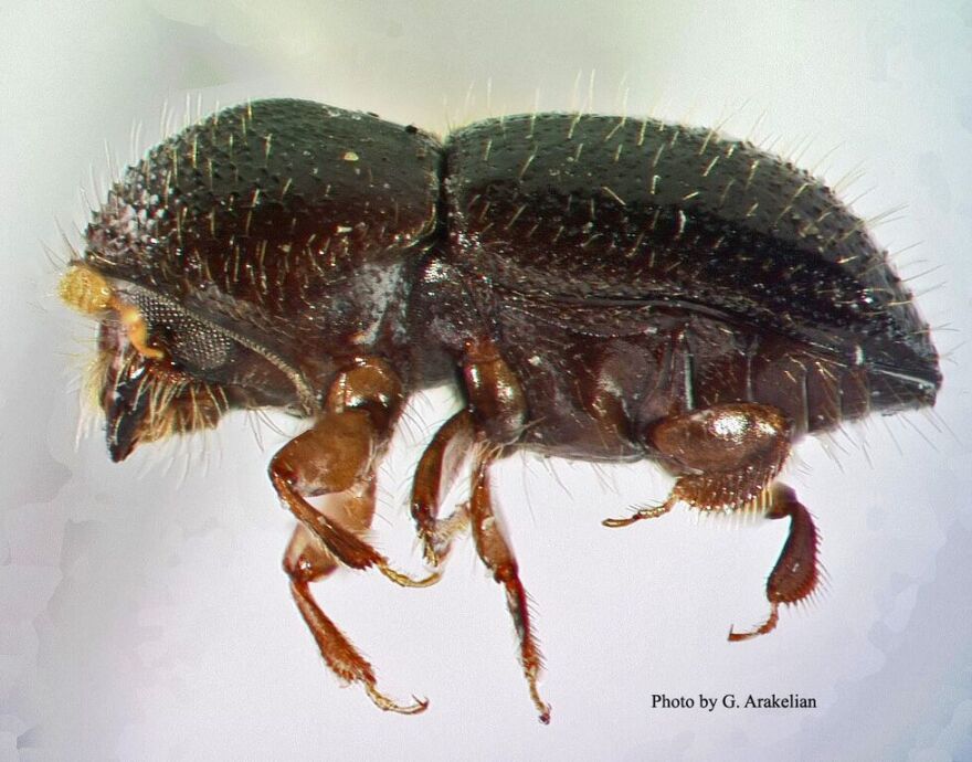 Female polyphagous shot hole borer.