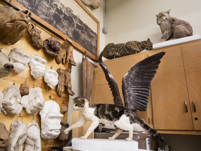 Allis Markham's working space has Great Blue Heron wings and death masks (left) which are cast on animals at their time of death.