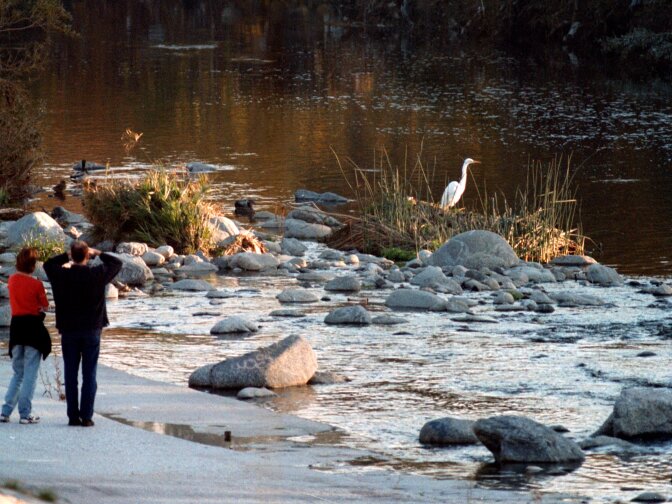 A couple watches a great egret in the Glendale Narrows portion of the Los Angeles River in November, 2000 in Los Angeles. 