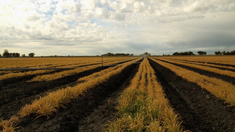 Cannon Michael's farm grows tomatoes, melons and onions, among other crops. This year, however, Michael will have to fallow one-fifth of the land due to the drought