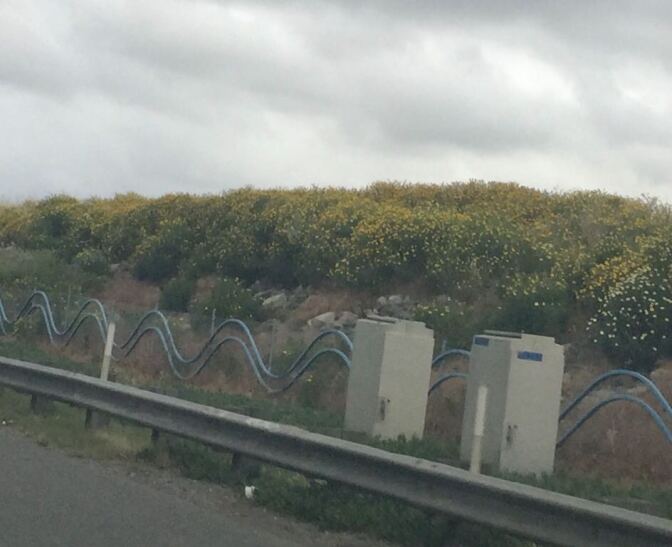 Wildflowers bloom along the 710 Freeway in April, 2019.