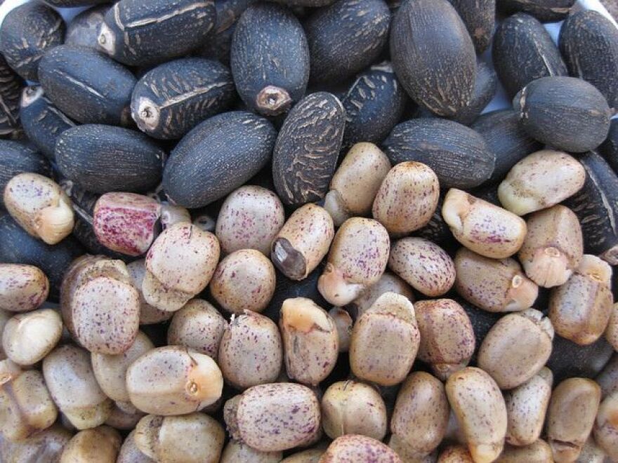 monsantaoseeds.jpg