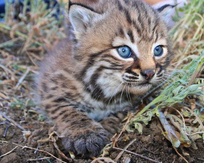 "Our biologists recently ear-tagged these adorable 3-4 week-old kittens as part of our nearly 20-year-long-study of how urbanization has affected bobcats in the Santa Monica Mountains and the surrounding area."