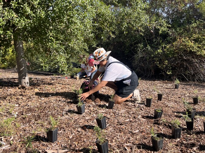 A volunteer is kneeling to plant a milkweed plant. They wear a bucket style hat adorned with monarch butterflies. 