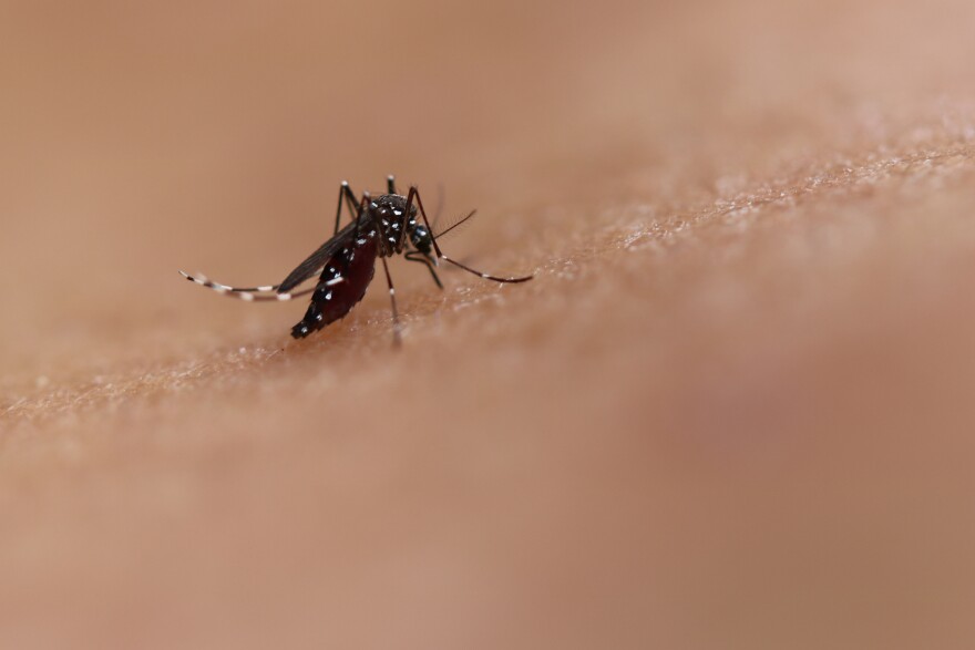 A close up of an Aedes mosquito, which appears to be black with small white spots, on skin.