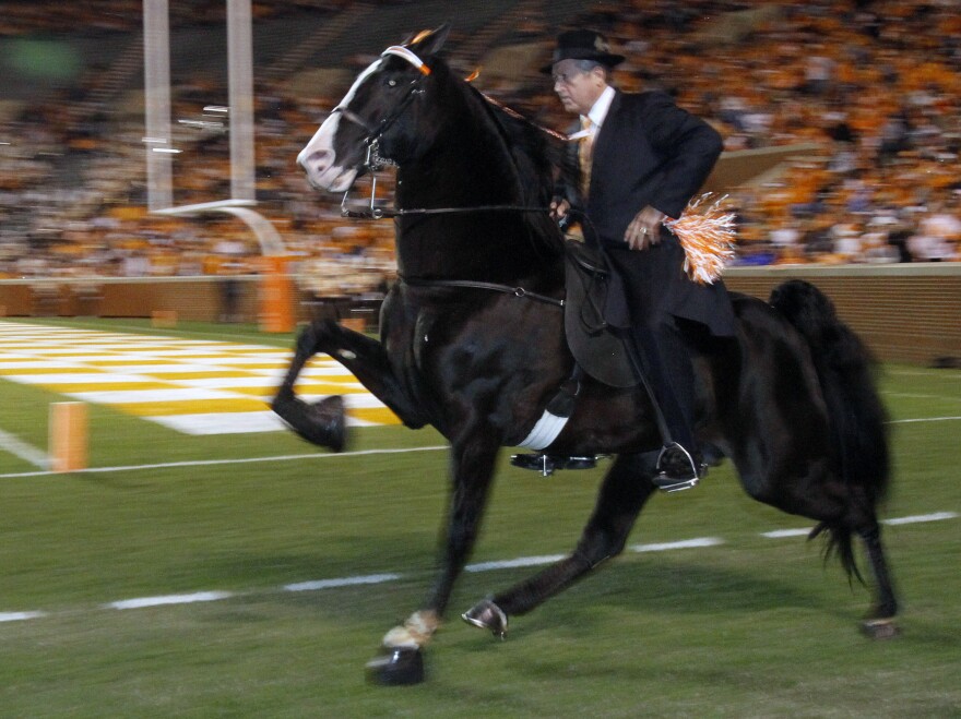 Trainer Jimmy McConnell of Shelbyville, Tenn., rides champion walking horse Watch It Now before a 2009 football game in Knoxville, Tenn. Celebrations of the breed's distinctive gait are a 75-year-old tradition, but animal rights activists say that for many of those decades, the walking horse industry has abused animals to get their knees even higher.