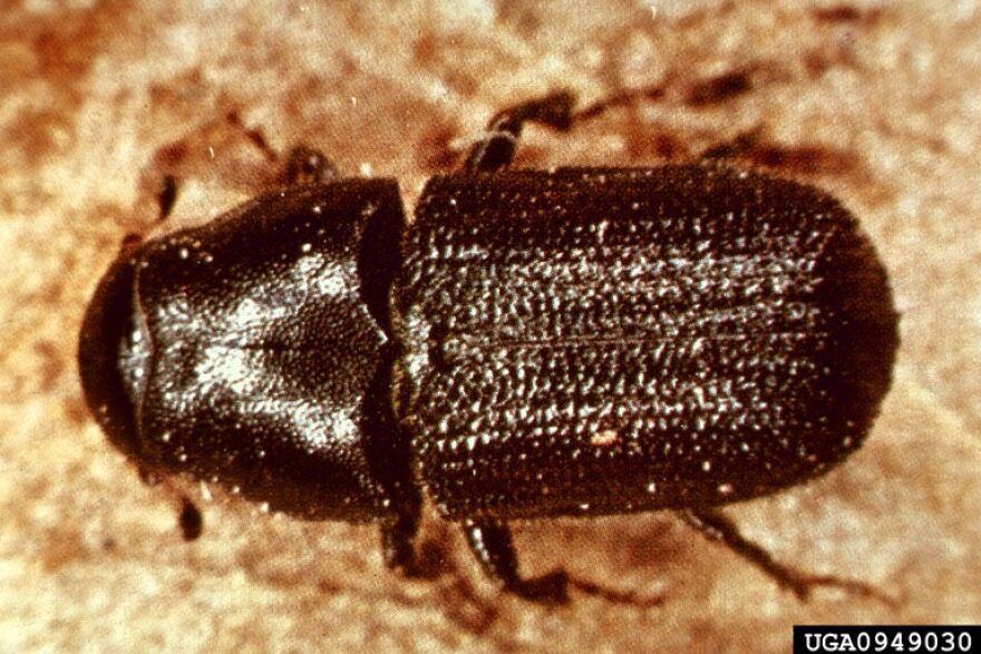 USDA Forest Service image of a Mountain Pine Beetle.