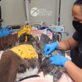 An eagle is being held on an exam table with one person wearing yellow gloves outside of the frame. Another person wearing a facemask is examining the eagle's wing.
