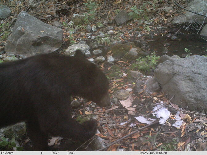 Camera traps picked up the presence of black bear in Malibu Creek State Park on July 26, 2016. There's no population of bears in the Santa Monica Mountains and it's rare for a bear to travel into those mountains.
