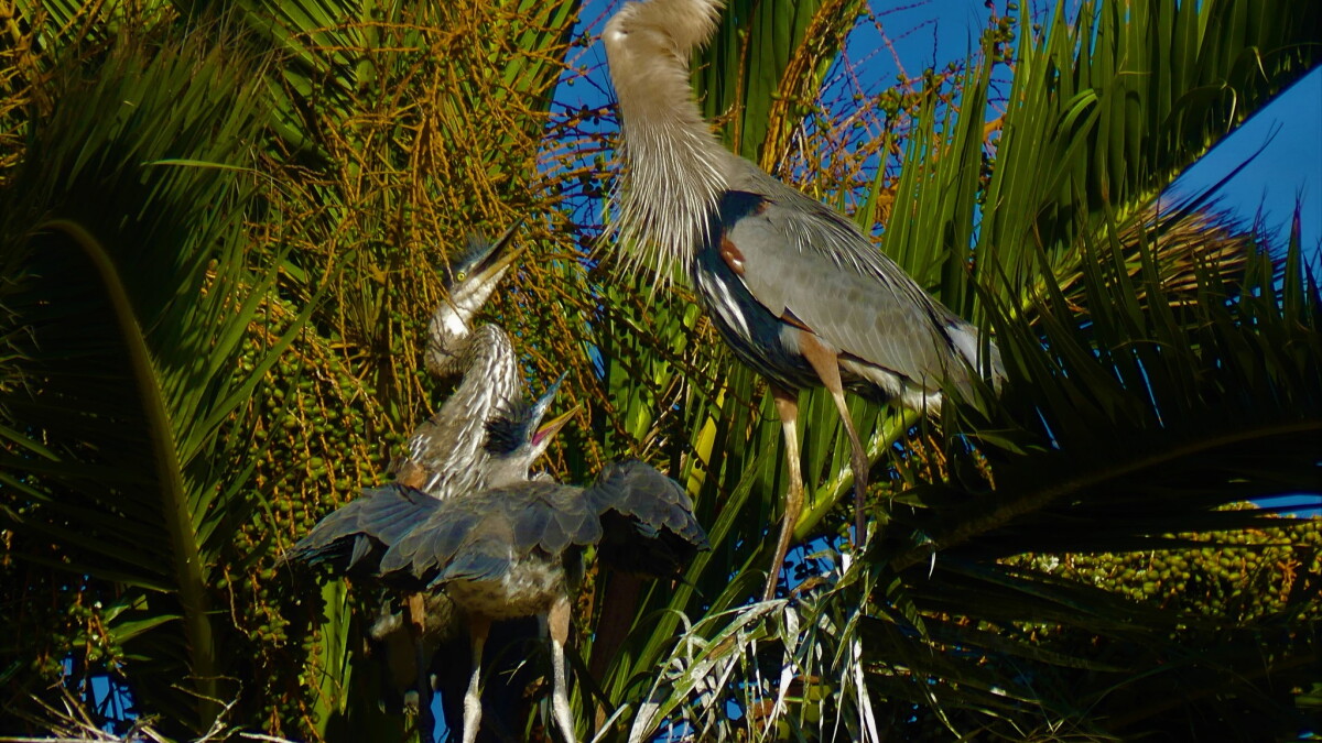 How To Meet Some Baby Great Blue Herons (And Other Headlines) - Vimarsana News