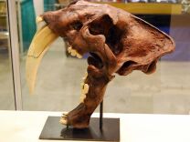 An example of a saber-tooth tiger skull.