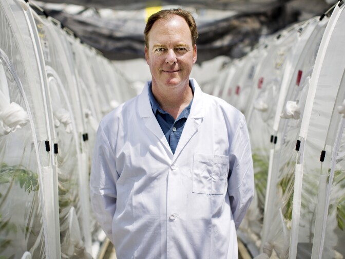 Dr. David Morgan of the California Department of Food and Agriculture is leading the effort in Southern California to eradicate the glassy-winged sharpshooter using tamarixia radiata wasps.