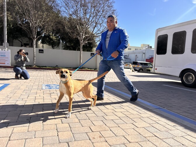 A light brown and white dog is leading a man on a blue leash away from a white van parked in a lot.
