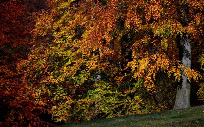 The leaves on trees change to their Autumn colours in Potsdam, eastern Germany on November 3, 2016.