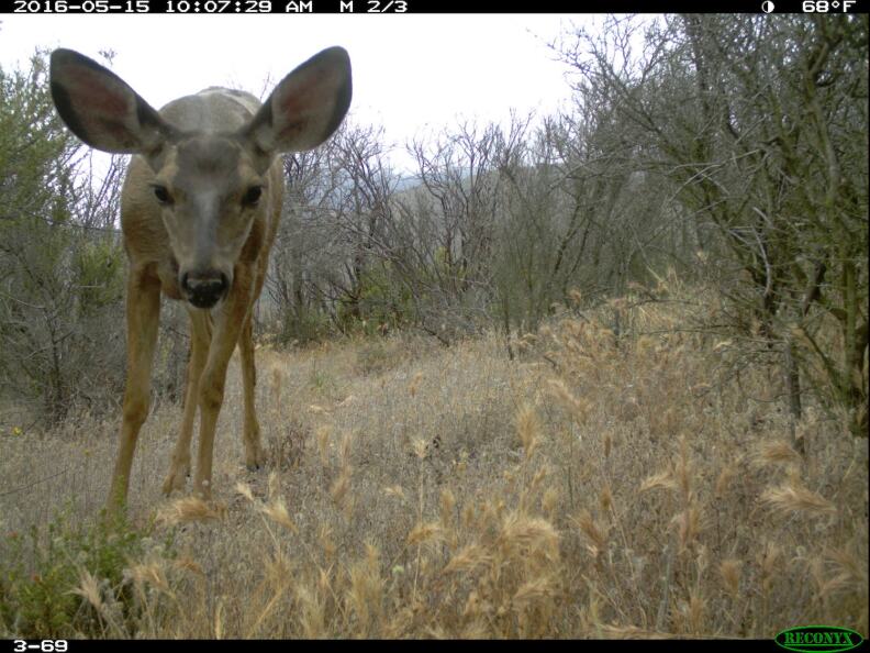 A mule deer is captured by a camera as part of the National Park Service's Springs Fire Wildlife Project. A year after the fire, mule deer were almost as common in burned areas as in non-burned areas.
