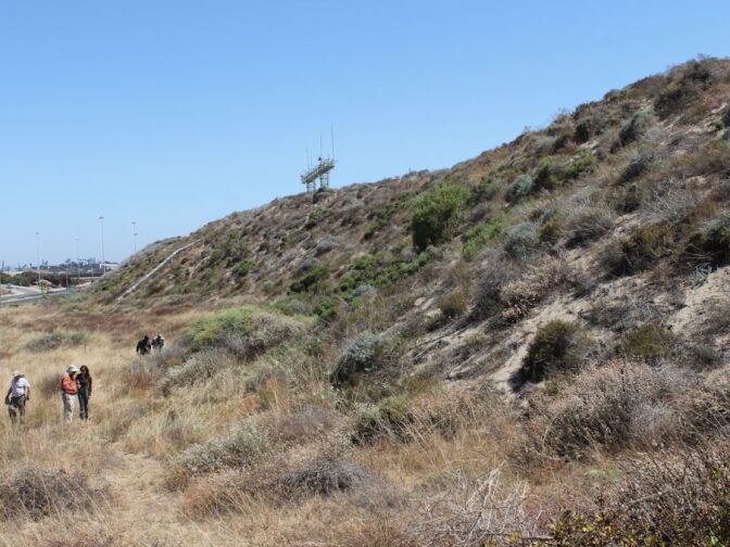 The El Segundo Blue Butterfly Habitat restoration area is protected from the public but tours are given so people can observe and view the endangered species.