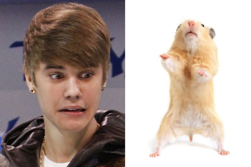 Bieber_hamster.jpg
