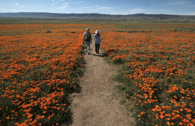 Visitors walk among the poppies at Antelope Valley California Poppy Reserve in Lancaster, California on March 19, 2017.